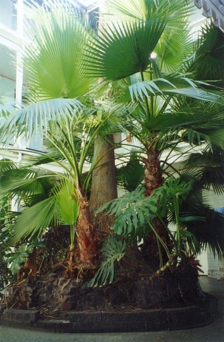 Plaza Hotel - Tourism Canberra 2