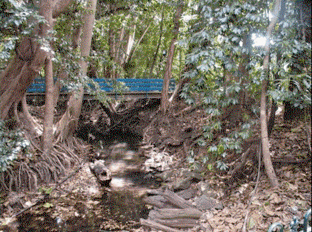 Rainforest Grove Holiday Resort - Tourism Canberra 3