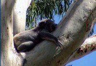 Dunbogan Caravan Park - Tourism Canberra 2