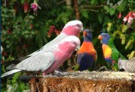 Dunbogan Caravan Park - Tourism Canberra 4