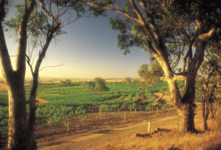 BIG 4 Barossa Tourist Park - Tourism Canberra 5