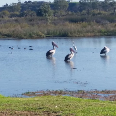 Avoca Dell Caravan Park - Tourism Canberra 8
