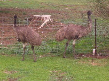 Cape Jervis Station - Tourism Canberra 1