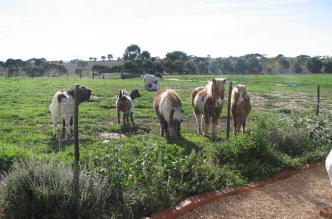 Redwing Shearer's Quarters - Tourism Canberra 1