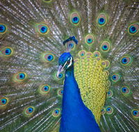 Willunga Peacock Farm Bed and Breakfast - Tourism Canberra