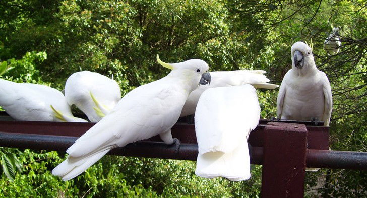 Summertown SA Tourism Canberra