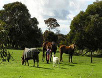 The Roost - Tourism Canberra 5