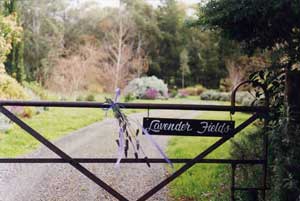 Adelaide Hills Country Cottages - Lavender Fields - Tourism Canberra 3