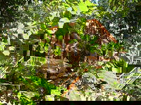 Rivers Edge Rainforest Retreat - Tourism Canberra 0