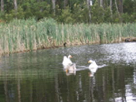 Summer Cottage - Tourism Canberra 0