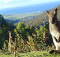 Rainbow Retreat Wilderness Eco Cabins - Tourism Canberra