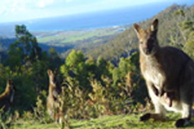 Rainbow Retreat Wilderness Eco Cabins - Tourism Canberra 0