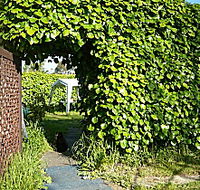 Kirra Guest House - Tourism Canberra