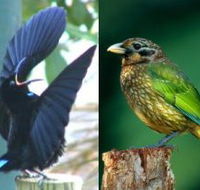 Chambers Wildlife Rainforest Lodges - Tourism Canberra
