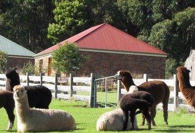 Tin Dragon Trail Cottages - Tourism Canberra 2