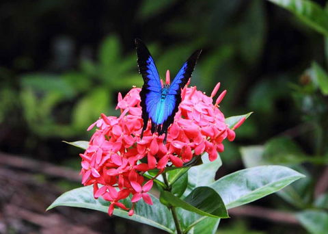 Daintree Secrets (Award Winning Retreat) - Tourism Canberra 5