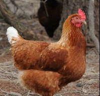 Avonmore Estate Biodynamic Winery - Tourism Canberra