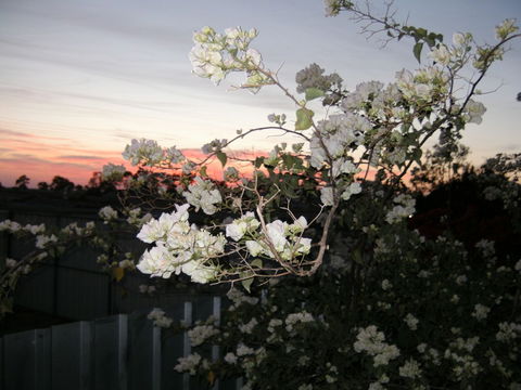 Sonjas Bed And Breakfast - Tourism Canberra 2
