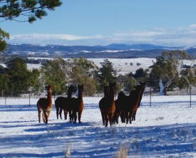 Castanian - Tourism Canberra 1
