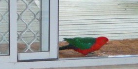 Azalea Cottage - Tourism Canberra 5