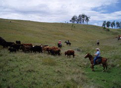 Camp Cobark - Tourism Canberra 2