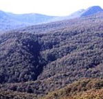 Callicoma Hill Eco-Cabins - Tourism Canberra
