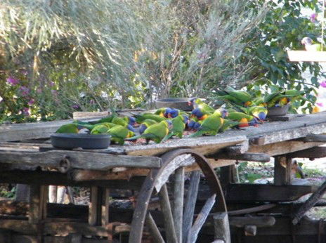 Barambah Bush Caravan Park - Tourism Canberra 5