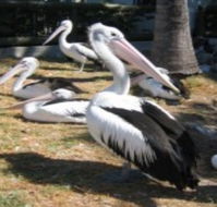 Christmas Cove Caravan Park - Tourism Canberra