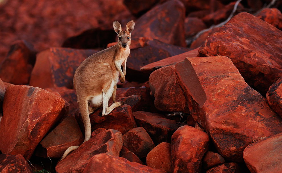 Dampier Archipelago WA Tourism Canberra