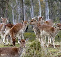 Lake Leake Chalet - Tourism Canberra