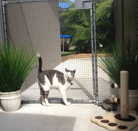 Caringbah Cat Hotel - Tourism Canberra