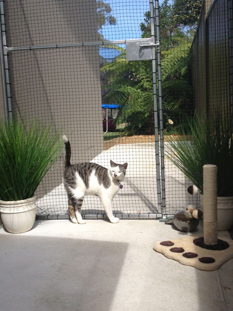 Caringbah Cat Hotel - Tourism Canberra 0