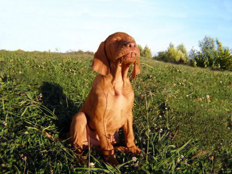 Wingham Pet Motel - Tourism Canberra 0