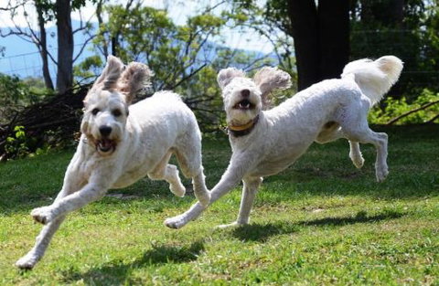 Wingham Pet Motel - Tourism Canberra 4