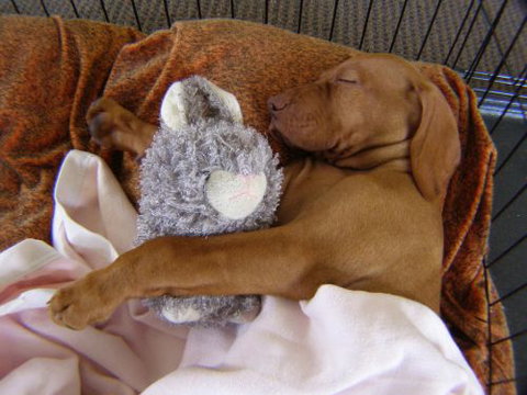 Wingham Pet Motel - Tourism Canberra 6