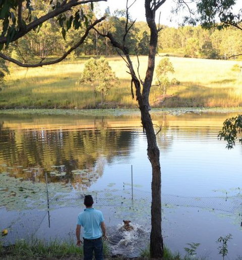 Wingham Pet Motel - Tourism Canberra 7