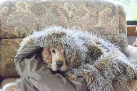 Wingham Pet Motel - Tourism Canberra 8