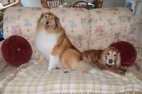 Wingham Pet Motel - Tourism Canberra 9