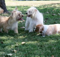 Durack Pet Motel - Tourism Canberra