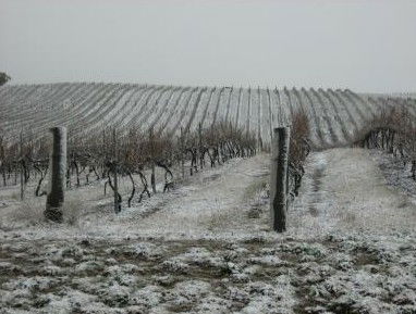 Turners Vineyard - Tourism Canberra 3