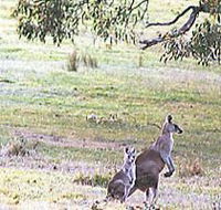 Kangaroo Ridge Retreat - Tourism Canberra