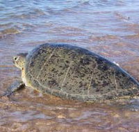 Mackerel Islands - Tourism Canberra