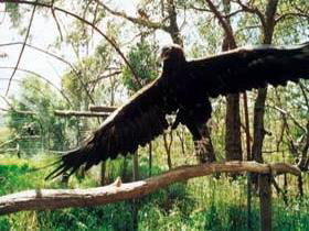 Ashton SA Tourism Canberra