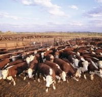 Bond Springs Outback Retreat - Tourism Canberra