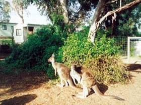 Woods Point SA Tourism Canberra