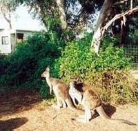 Avoca Dell Caravan Park - Tourism Canberra