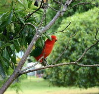 Bunya Mountains Accommodation Centre - Chalets And Holiday Homes - Tourism Canberra