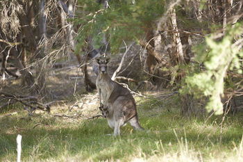Yering Gorge Cottages By The Eastern Golf Club - Tourism Canberra 6