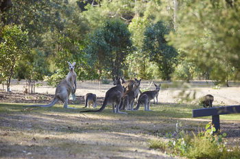 Yering Gorge Cottages By The Eastern Golf Club - Tourism Canberra 13
