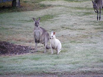 Yering Gorge Cottages By The Eastern Golf Club - Tourism Canberra 1